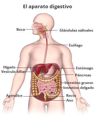 Modelo humano que muestra el aparato digestivo, el cual incluye la boca, glándulas salivales, esófago, estómago, hígado, vesícula biliar, páncreas, intestino grueso, intestino delgado, apéndice, recto y ano.